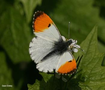 orange-tip male